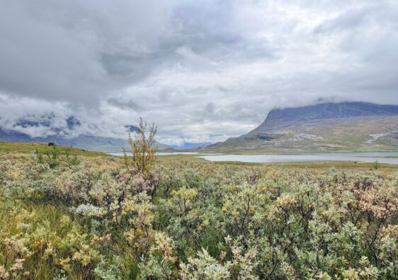 Arktische Tundra mit niedrigem Buschbewuchs, See und wolkenverhangenen Bergen