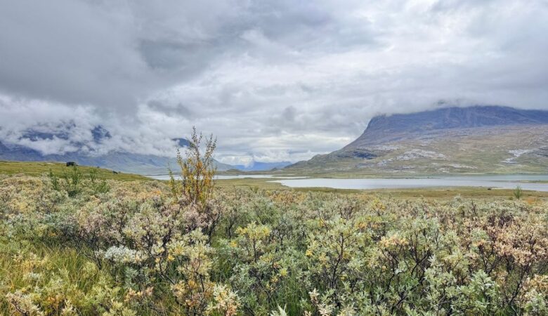 Arktische Tundra mit niedrigem Buschbewuchs, See und wolkenverhangenen Bergen