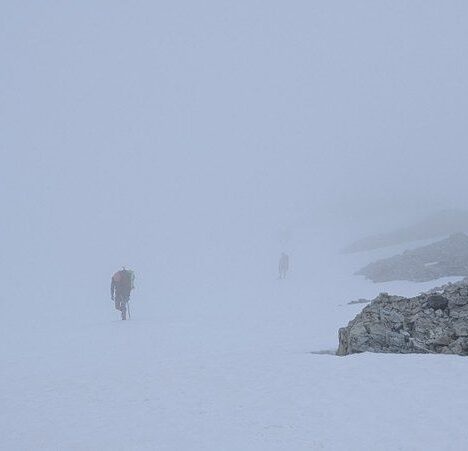 Überleben im Permafrost: Wie Flora und Fauna der arktischen Tundra trotzen